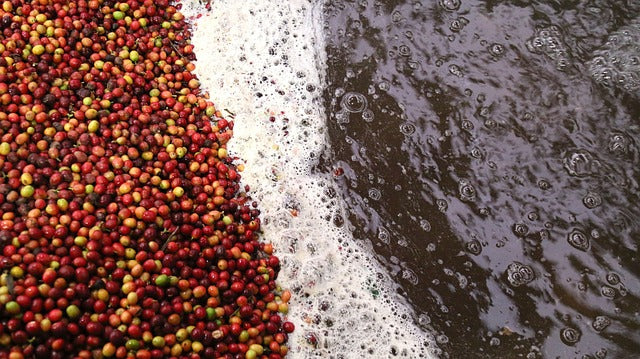 Decaf Done Right: How Decaffeinated Coffee is Made and What to Look For