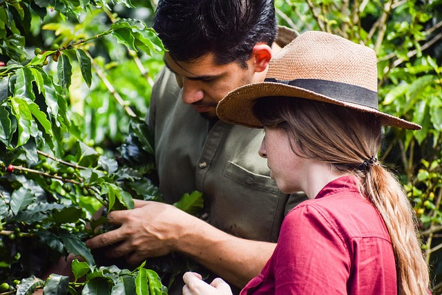 🌿 How You Can Support Sustainable Coffee